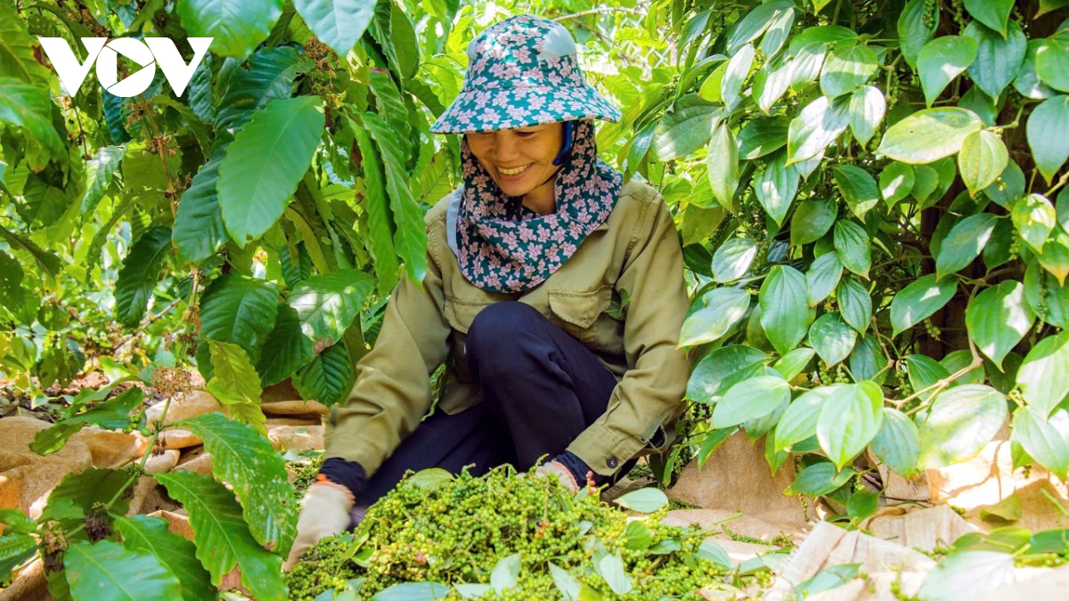 Hồ tiêu được giá, người trồng ở Đắk Lắk phấn khởi tiếp tục đầu tư - Ảnh 1