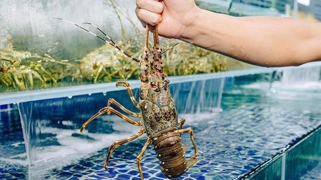 Lý do Trung Quốc thu mua rất nhiều tôm Việt Nam - Ảnh 2