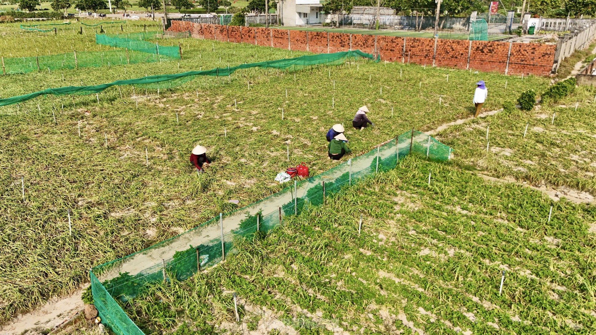 Tỏi cô đơn cực kỳ hiếm - Ảnh 2