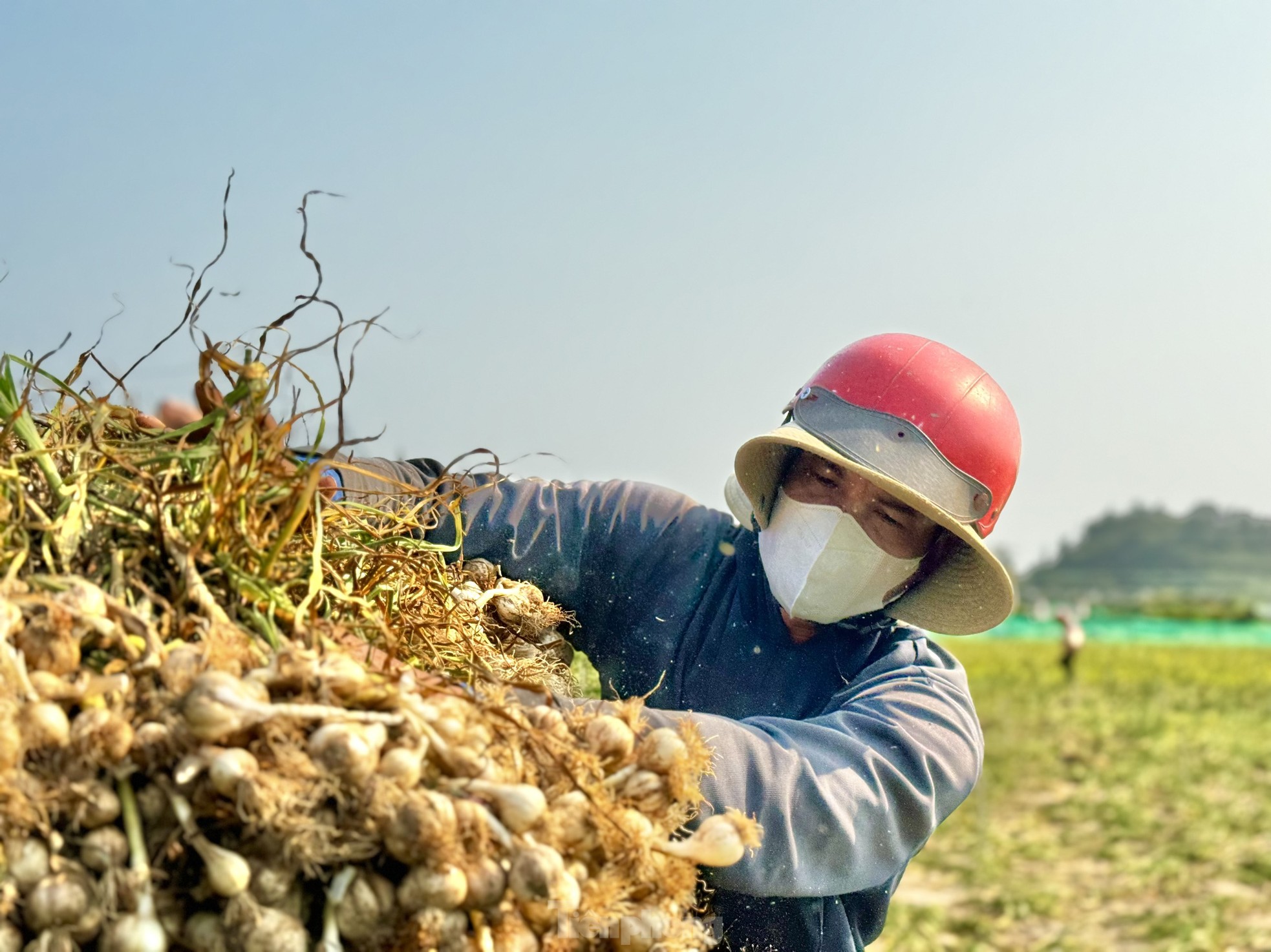 Tỏi cô đơn cực kỳ hiếm - Ảnh 5