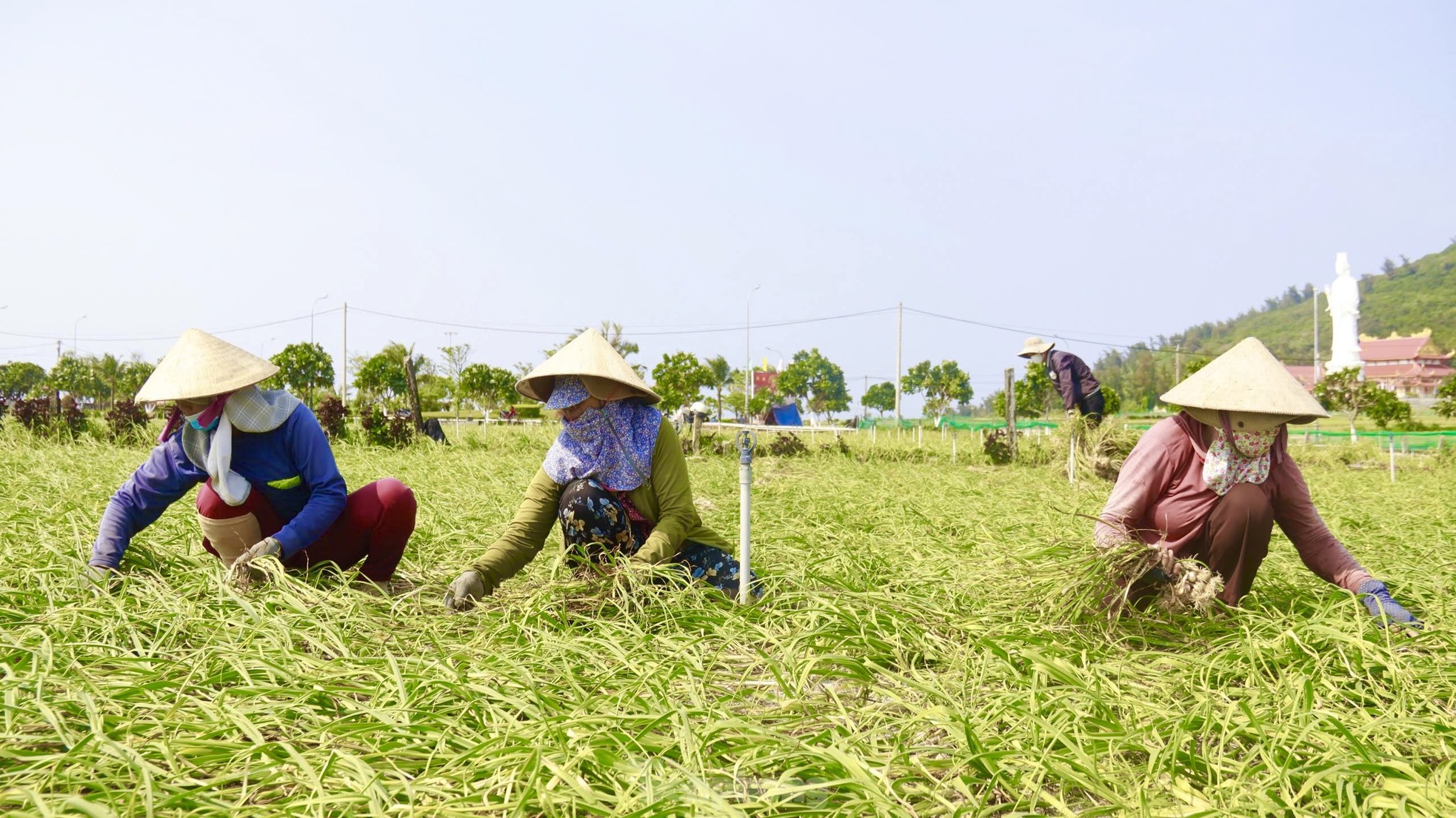 Tỏi cô đơn cực kỳ hiếm - Ảnh 3