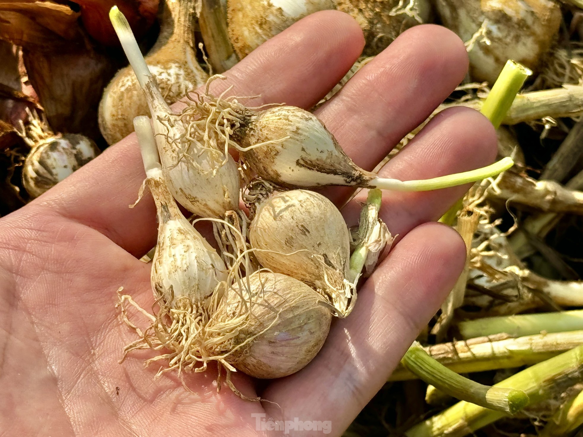 Tỏi cô đơn cực kỳ hiếm - Ảnh 9