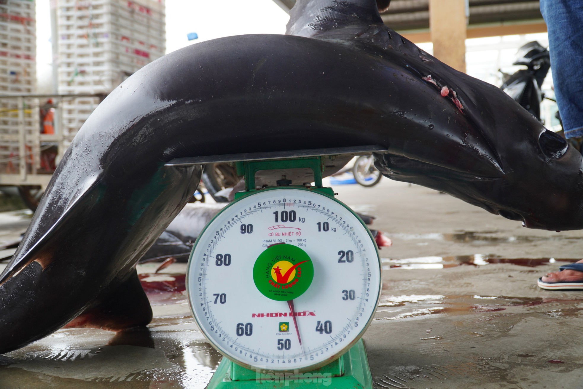 Ngư dân đánh bắt được cá 'khủng' phải vài người khiêng lên bờ - Ảnh 8