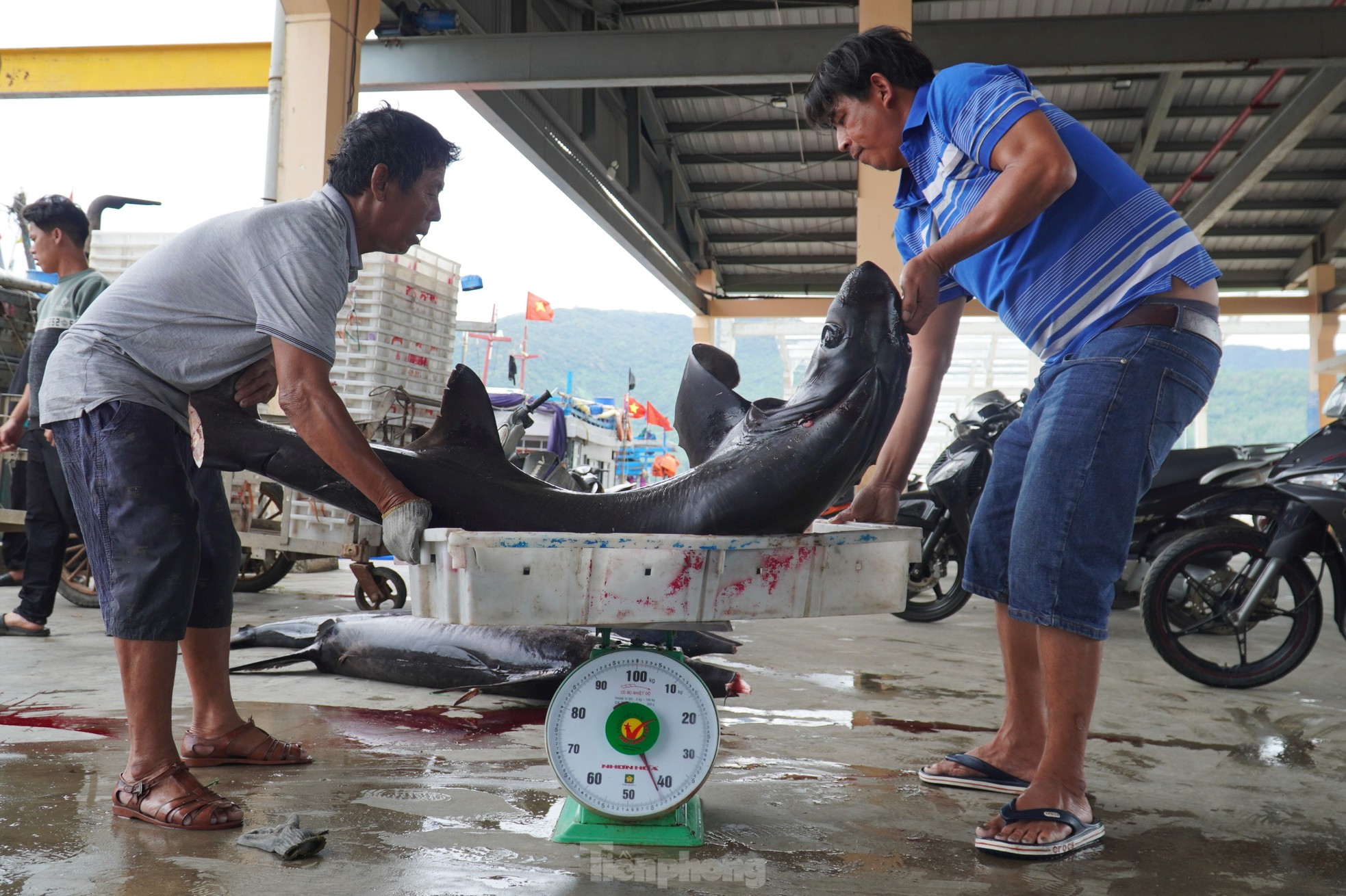 Ngư dân đánh bắt được cá 'khủng' phải vài người khiêng lên bờ - Ảnh 5