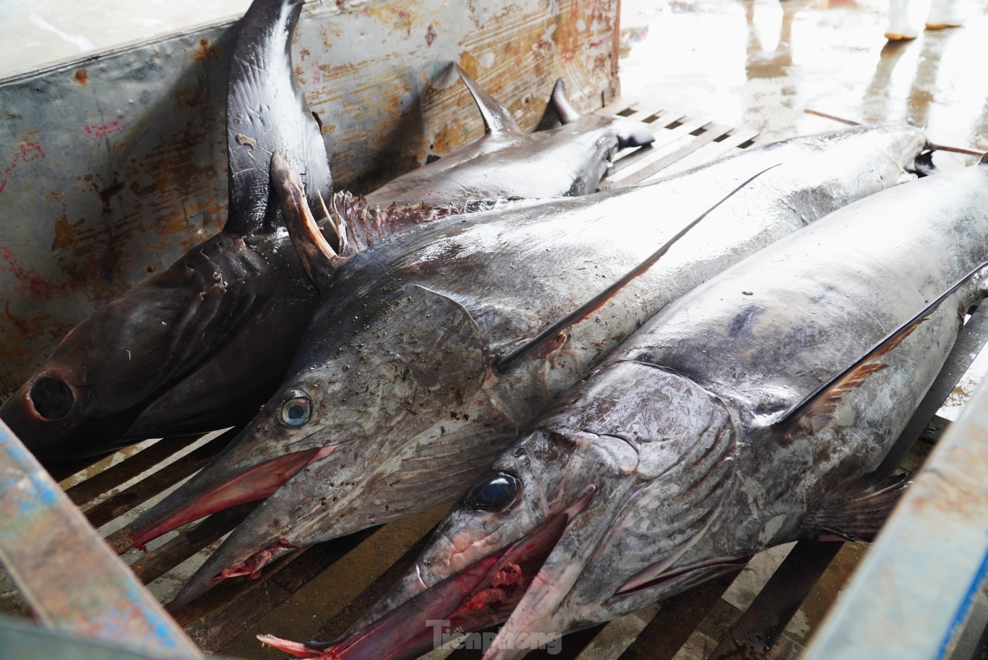 Ngư dân đánh bắt được cá 'khủng' phải vài người khiêng lên bờ - Ảnh 11