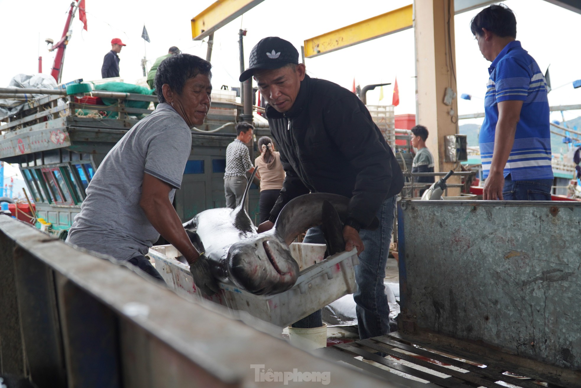 Ngư dân đánh bắt được cá 'khủng' phải vài người khiêng lên bờ - Ảnh 10