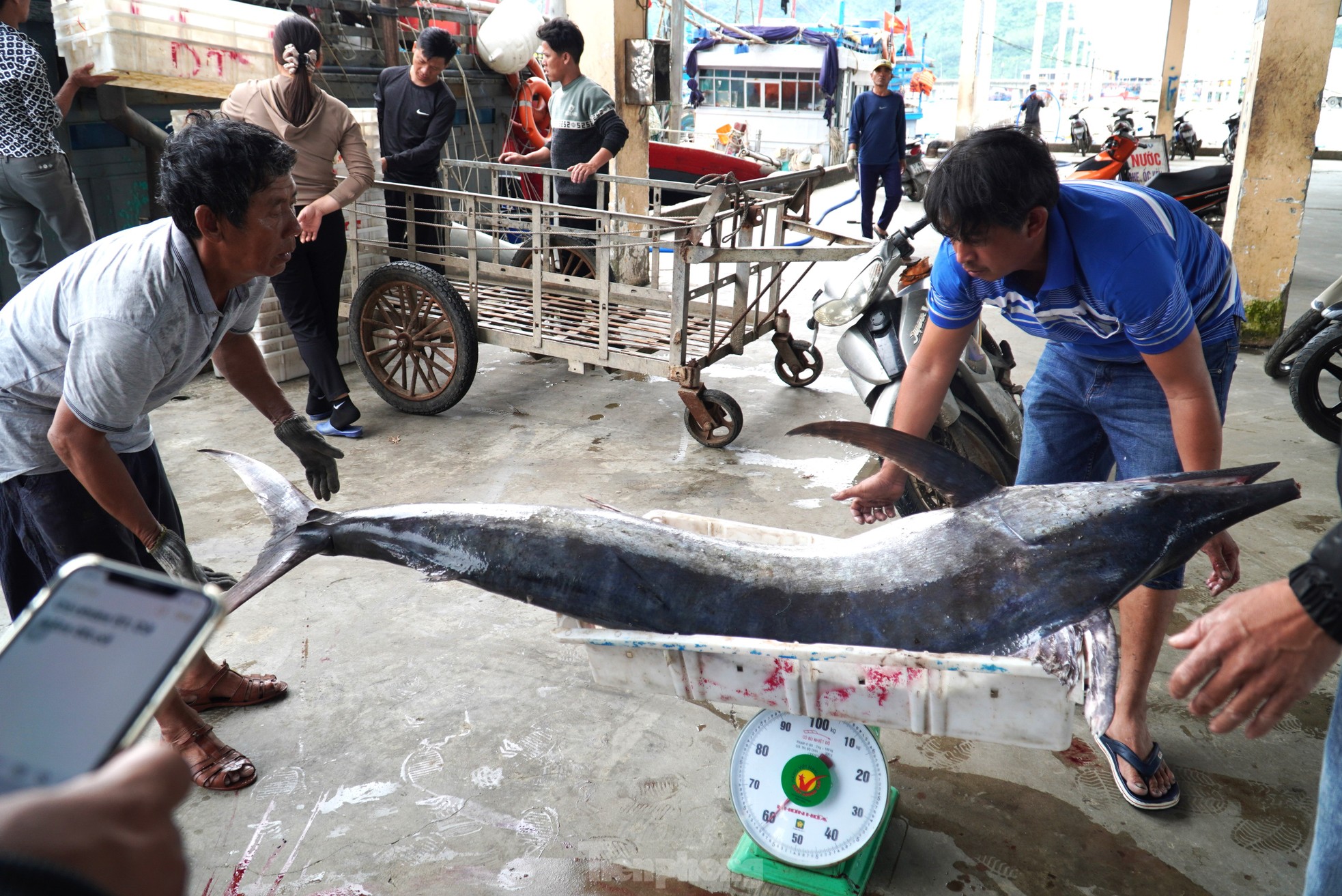 Ngư dân đánh bắt được cá 'khủng' phải vài người khiêng lên bờ - Ảnh 9