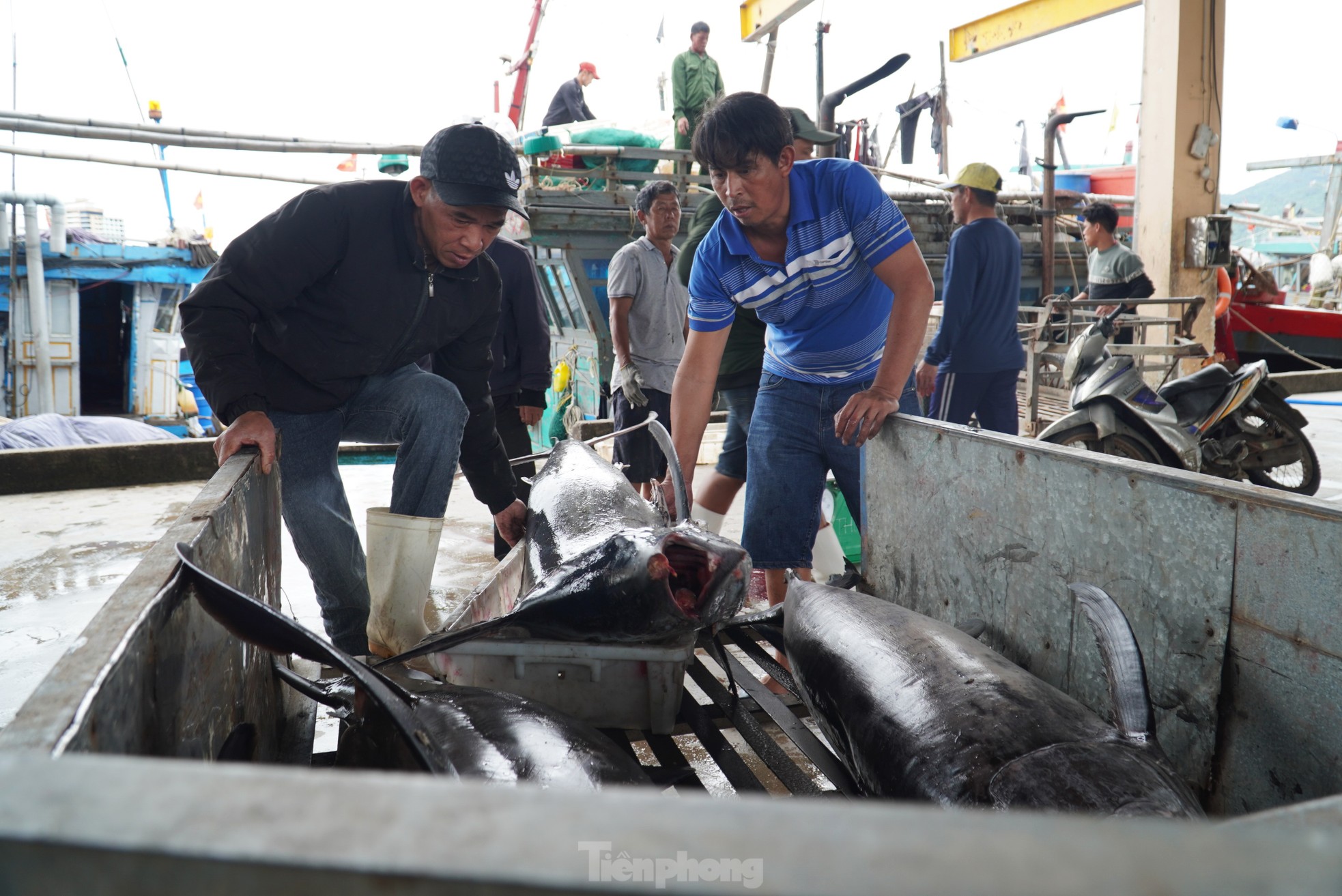 Ngư dân đánh bắt được cá 'khủng' phải vài người khiêng lên bờ - Ảnh 13