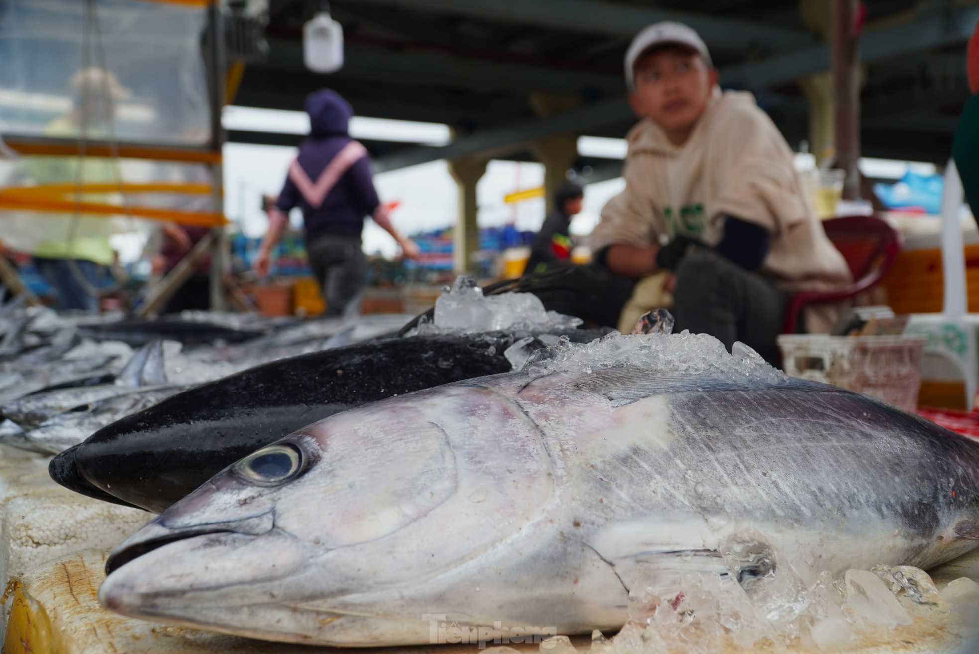 Ngư dân đánh bắt được cá 'khủng' phải vài người khiêng lên bờ - Ảnh 14