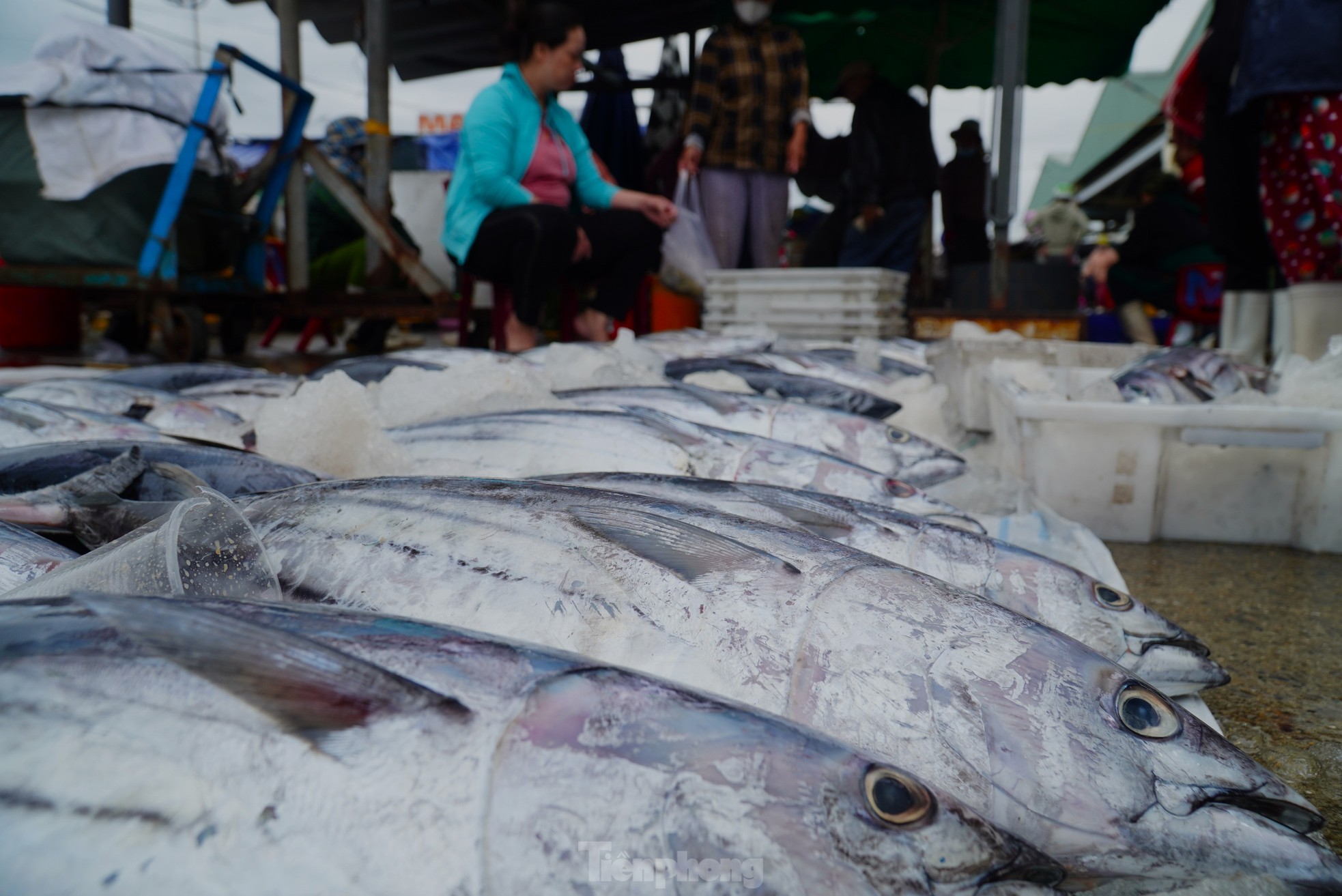 Ngư dân đánh bắt được cá 'khủng' phải vài người khiêng lên bờ - Ảnh 19