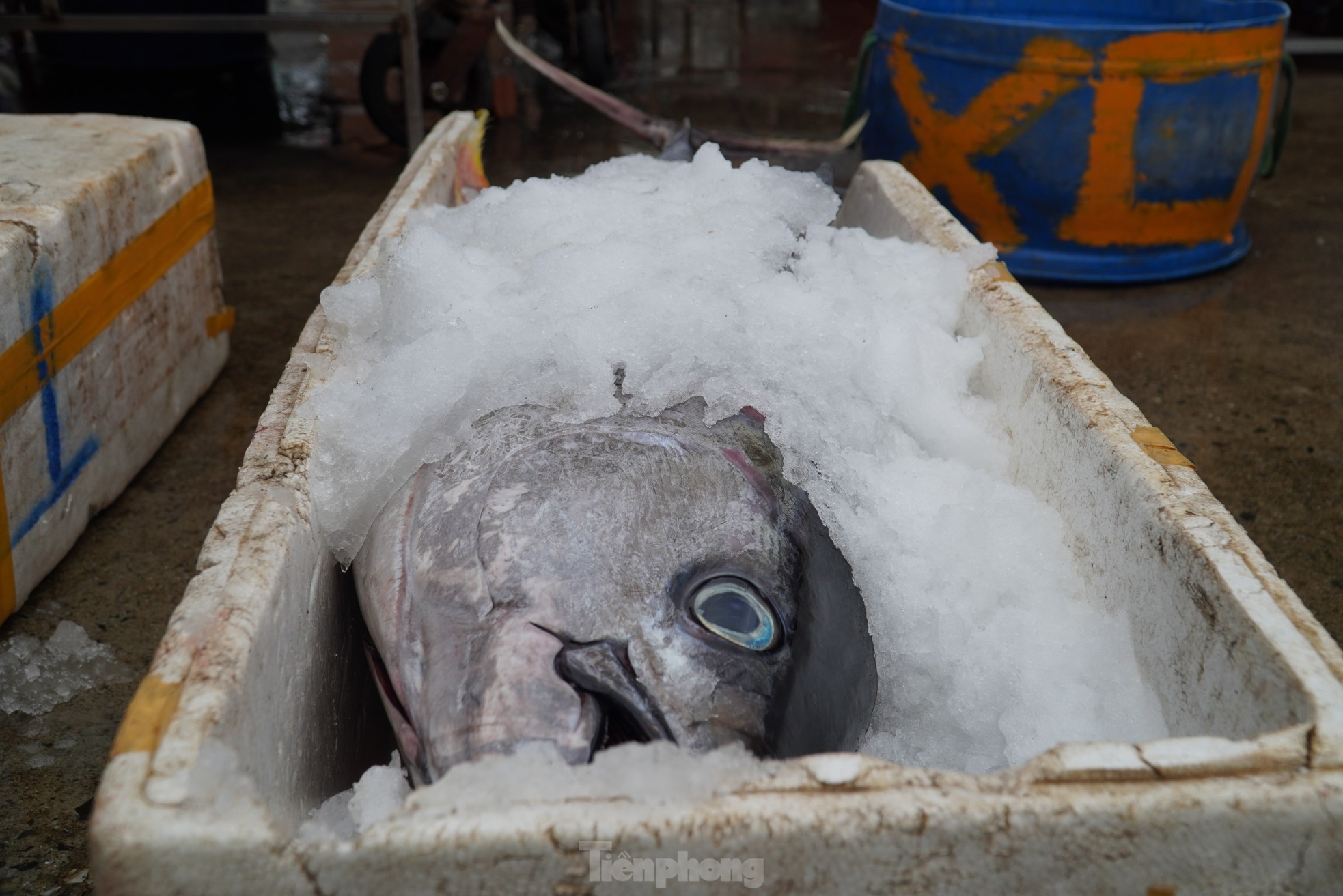 Ngư dân đánh bắt được cá 'khủng' phải vài người khiêng lên bờ - Ảnh 16