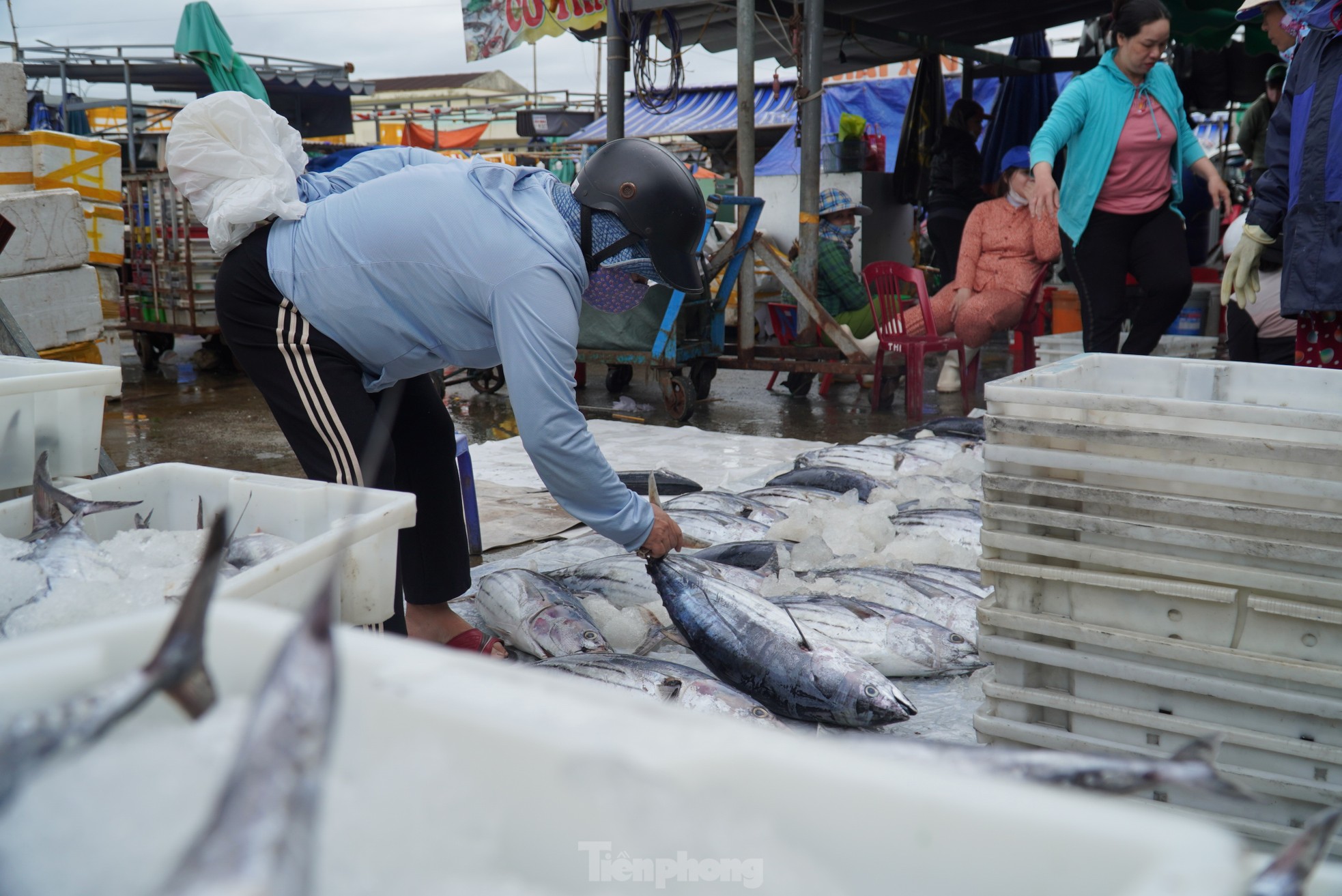 Ngư dân đánh bắt được cá 'khủng' phải vài người khiêng lên bờ - Ảnh 20