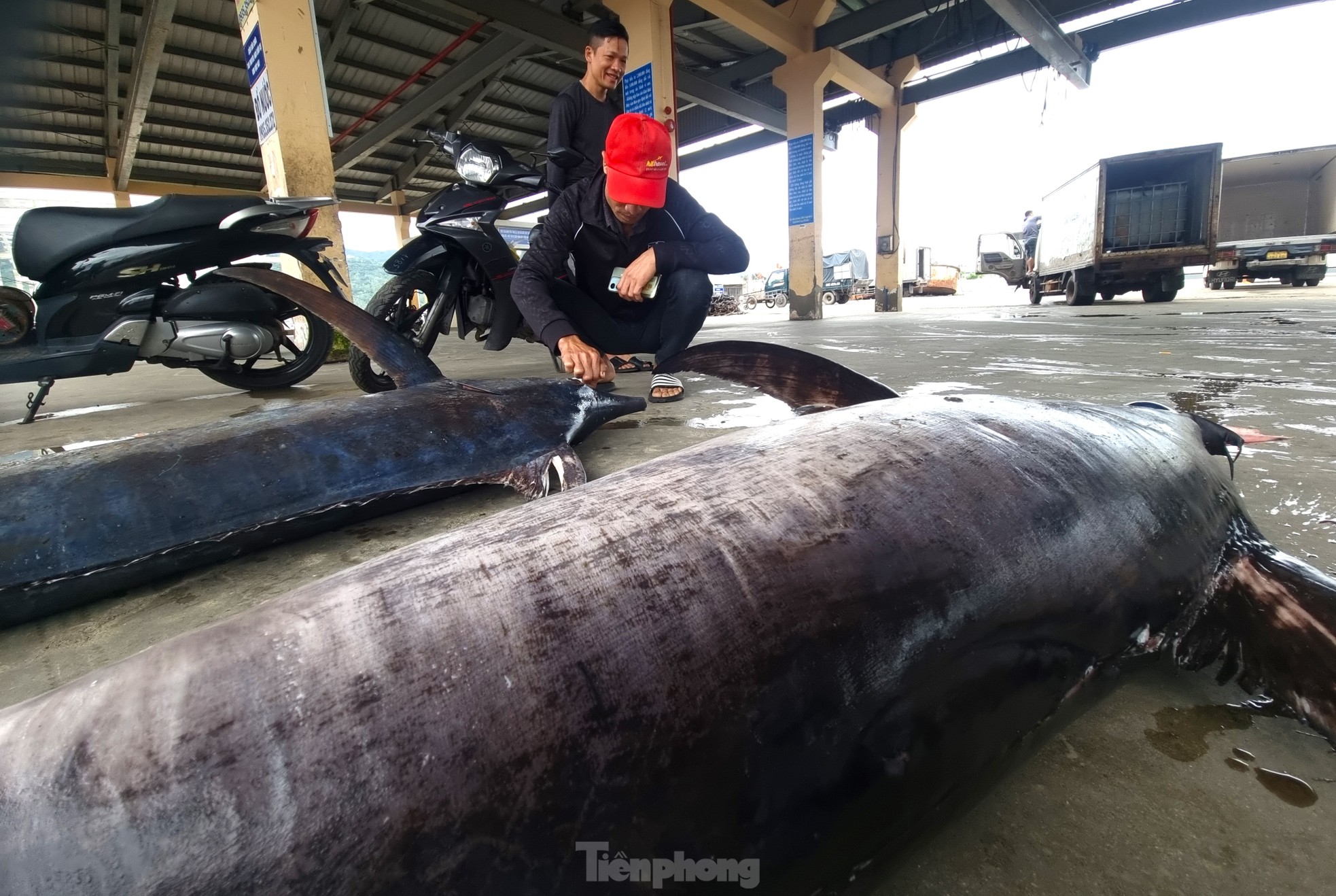 Ngư dân đánh bắt được cá 'khủng' phải vài người khiêng lên bờ - Ảnh 3