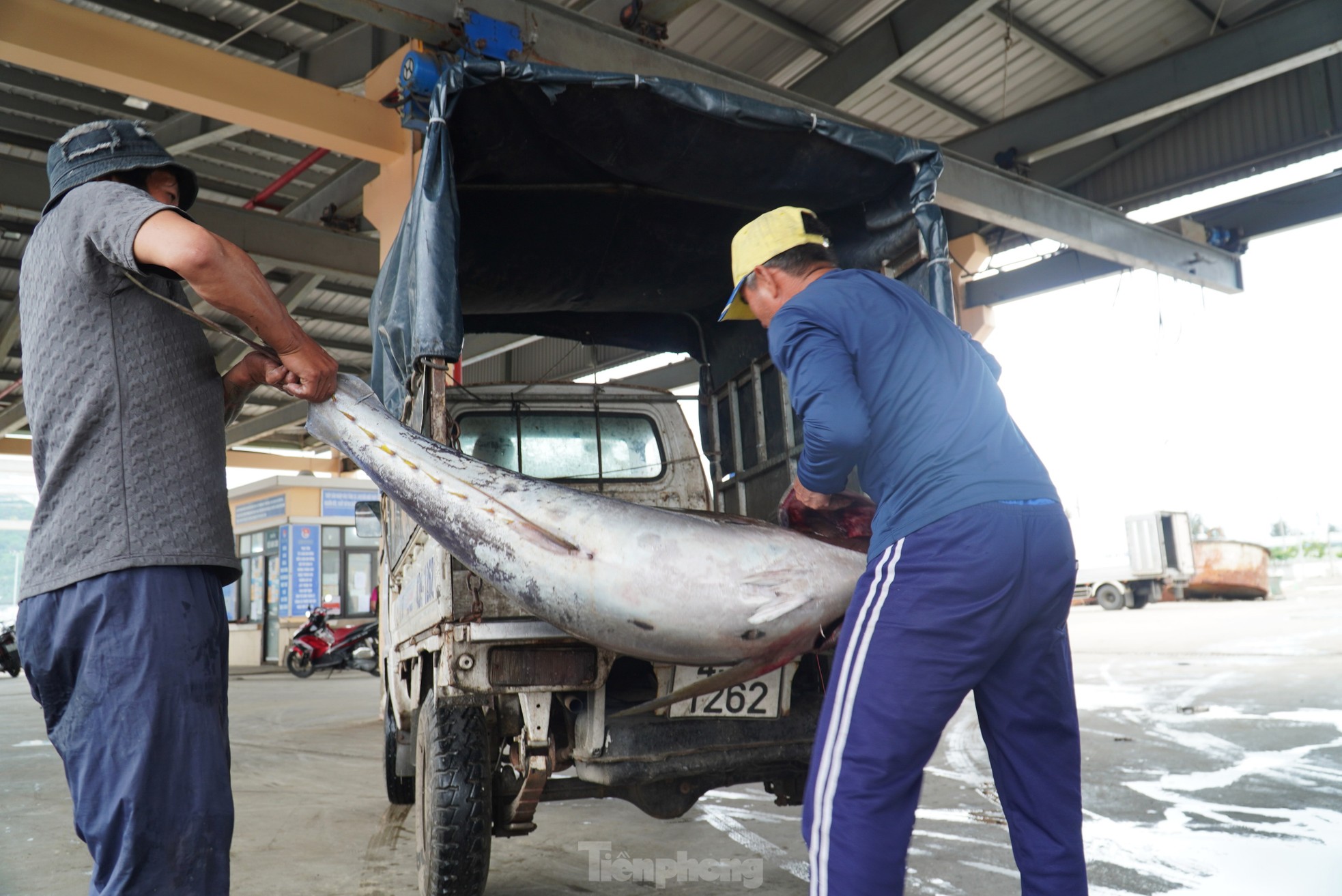 Ngư dân đánh bắt được cá 'khủng' phải vài người khiêng lên bờ - Ảnh 4