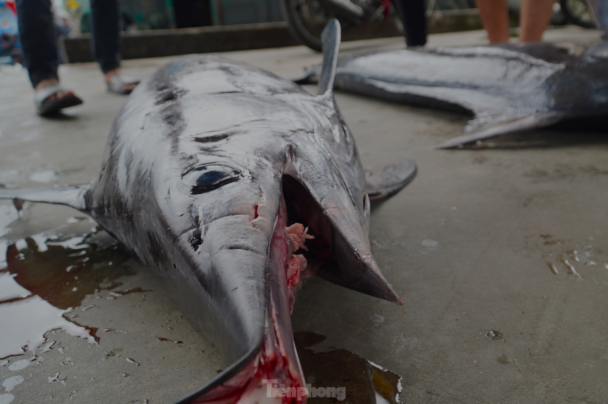 Ngư dân đánh bắt được cá 'khủng' phải vài người khiêng lên bờ - Ảnh 6