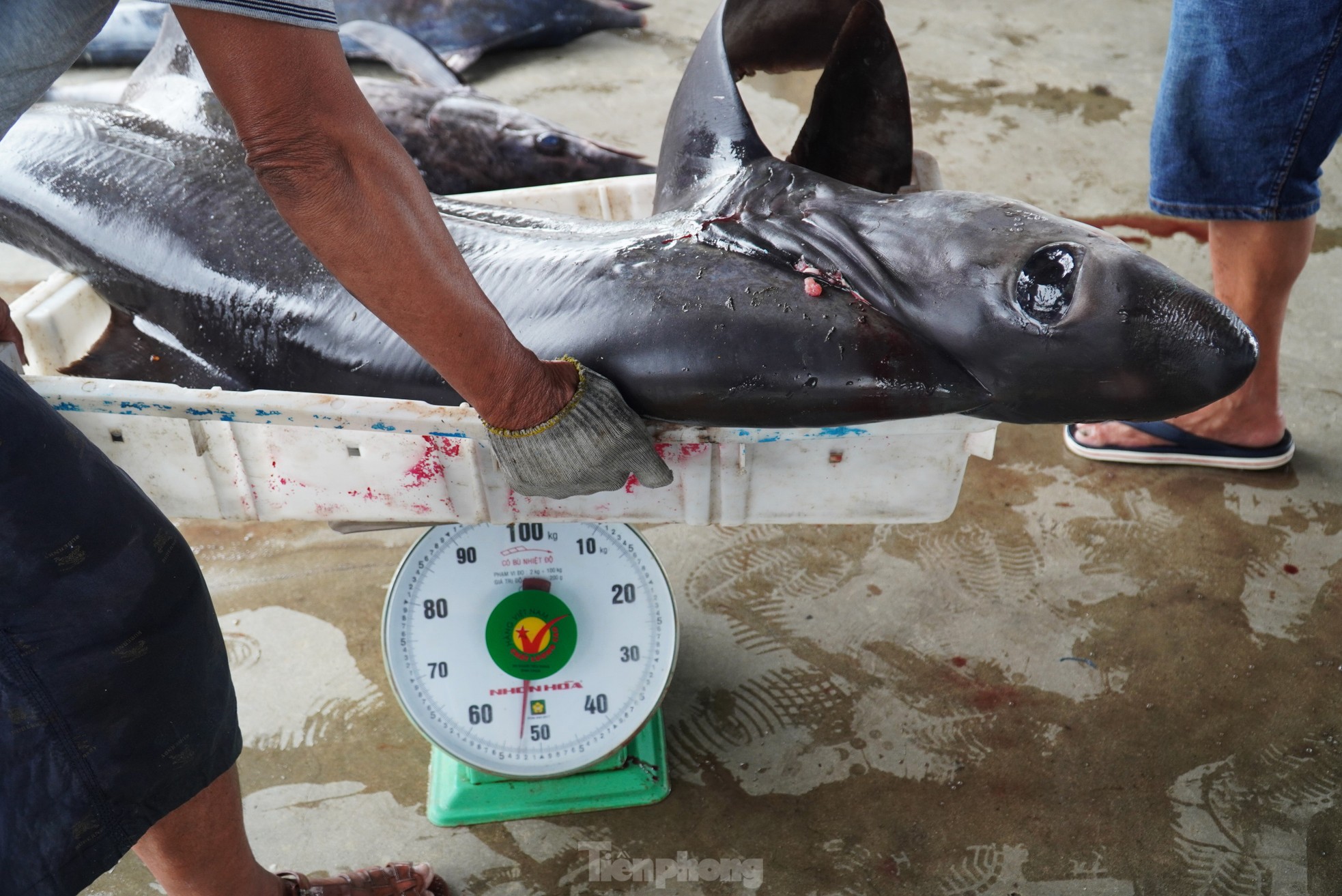 Ngư dân đánh bắt được cá 'khủng' phải vài người khiêng lên bờ - Ảnh 12