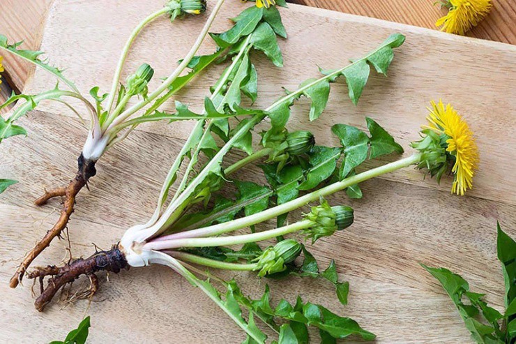 Cây dại ở làng quê Việt, sang nước ngoài là đặc sản "bán chạy như tôm tươi" - Ảnh 2