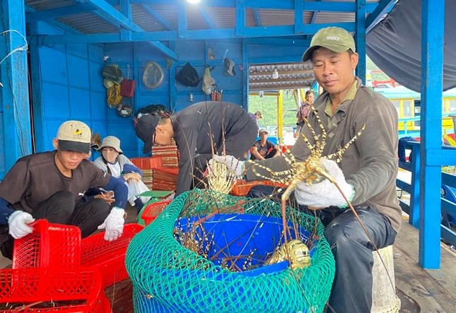 Lý do Trung Quốc thu mua rất nhiều tôm Việt Nam - Ảnh 1