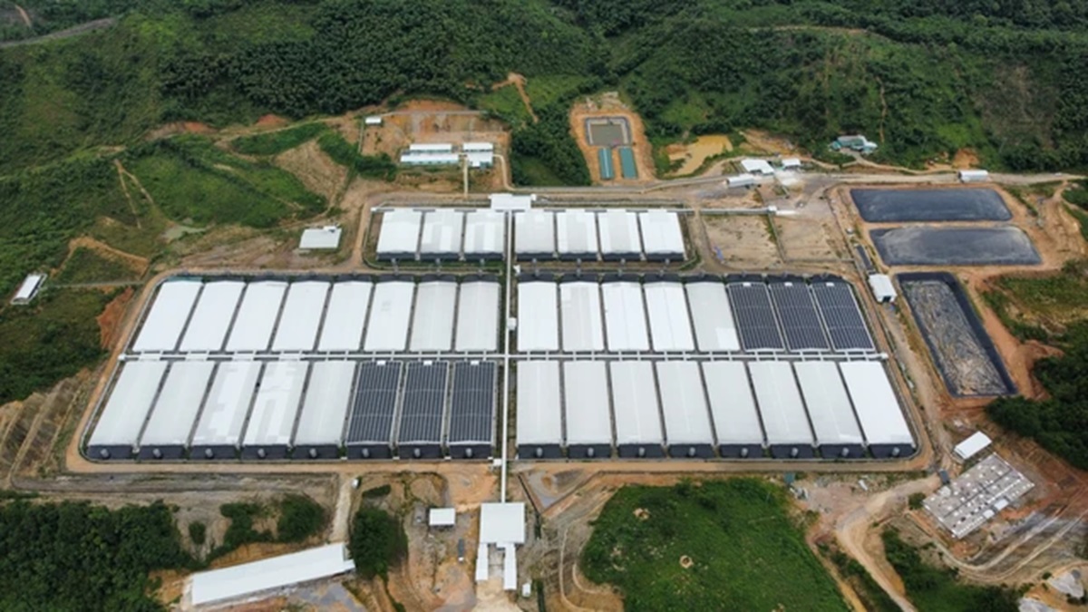 Trại heo hàng chục ngàn con từng gây mùi hôi thối được nuôi heo trở lại - Ảnh 1