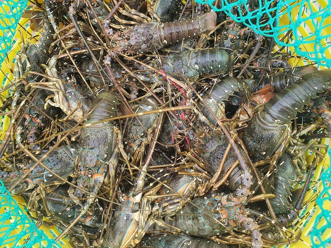 Hải sản 'nhà giàu' rớt giá thê thảm - Ảnh 1