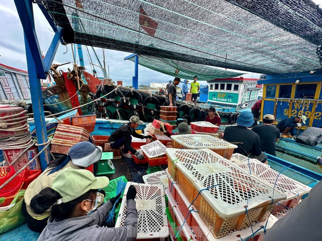 Hải sản 'nhà giàu' rớt giá thê thảm - Ảnh 3