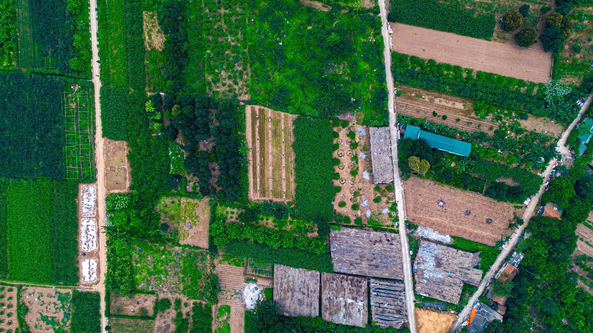 Thủ phủ nhót lớn nhất Hà Nội tất bật vào vụ - Ảnh 1