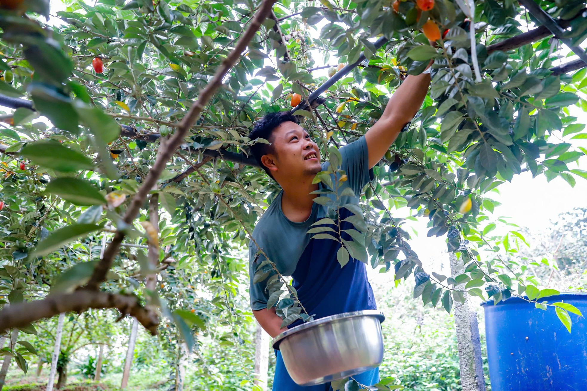 Thủ phủ nhót lớn nhất Hà Nội tất bật vào vụ - Ảnh 3