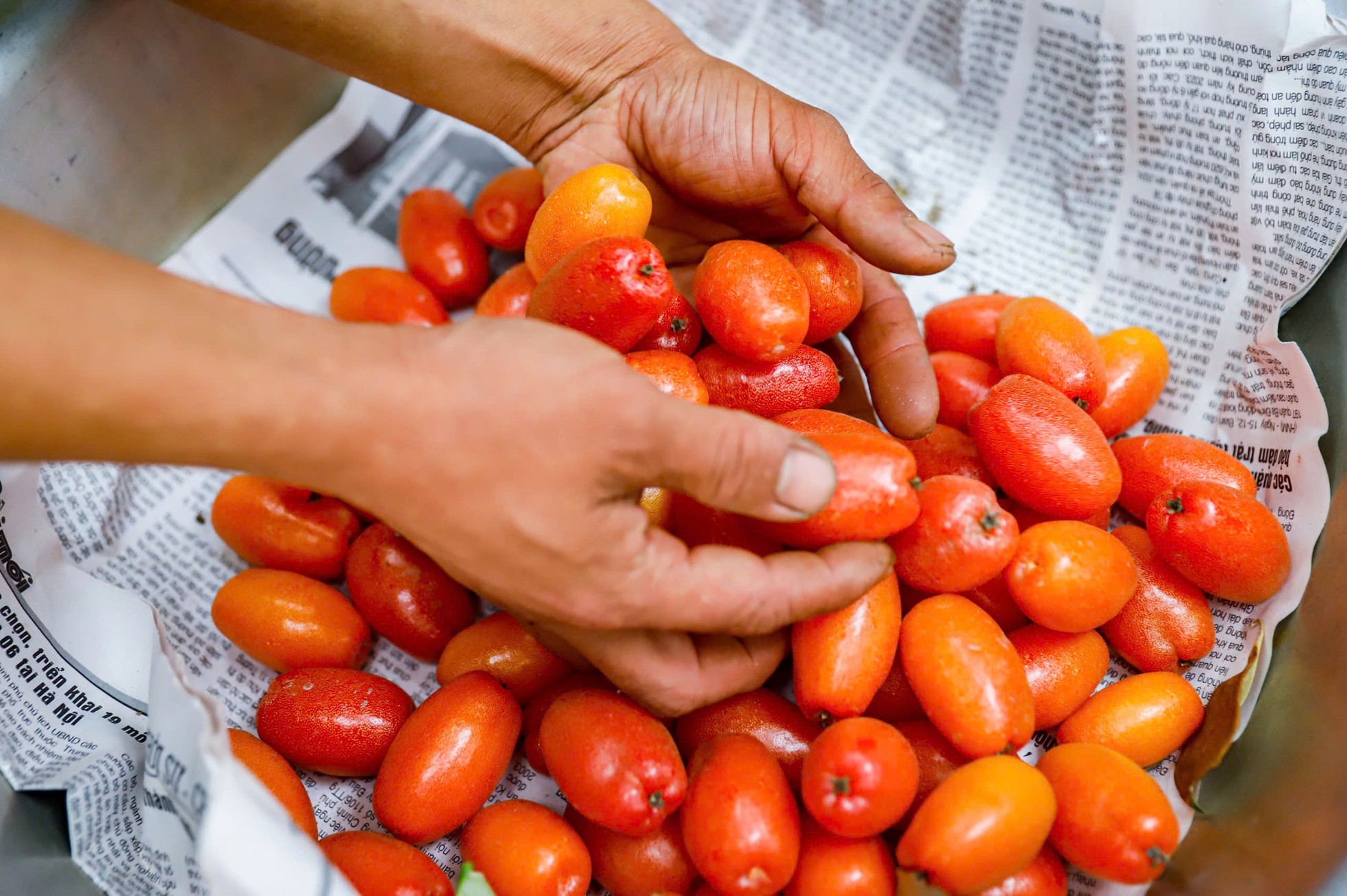 Thủ phủ nhót lớn nhất Hà Nội tất bật vào vụ - Ảnh 10