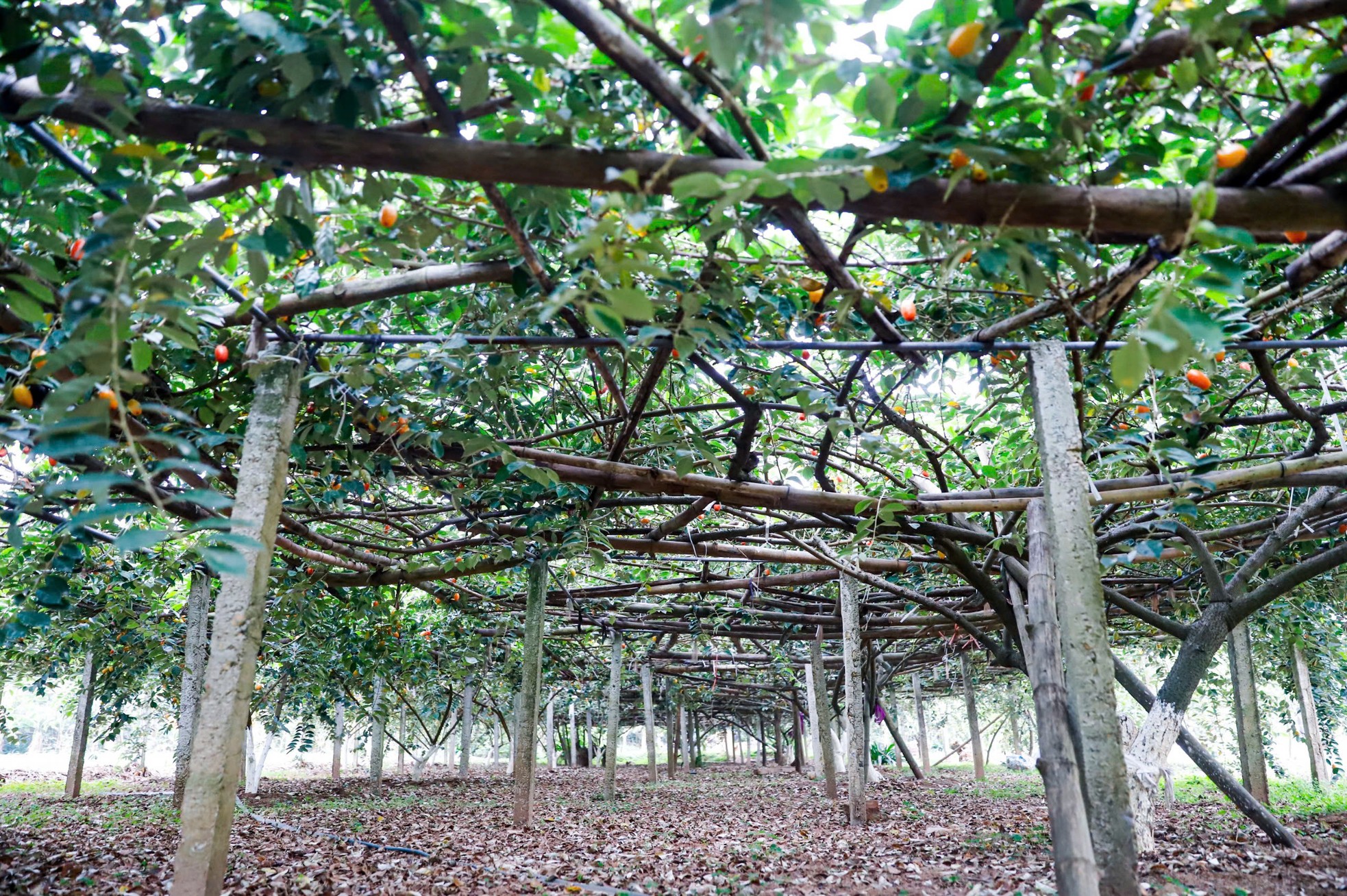 Thủ phủ nhót lớn nhất Hà Nội tất bật vào vụ - Ảnh 2