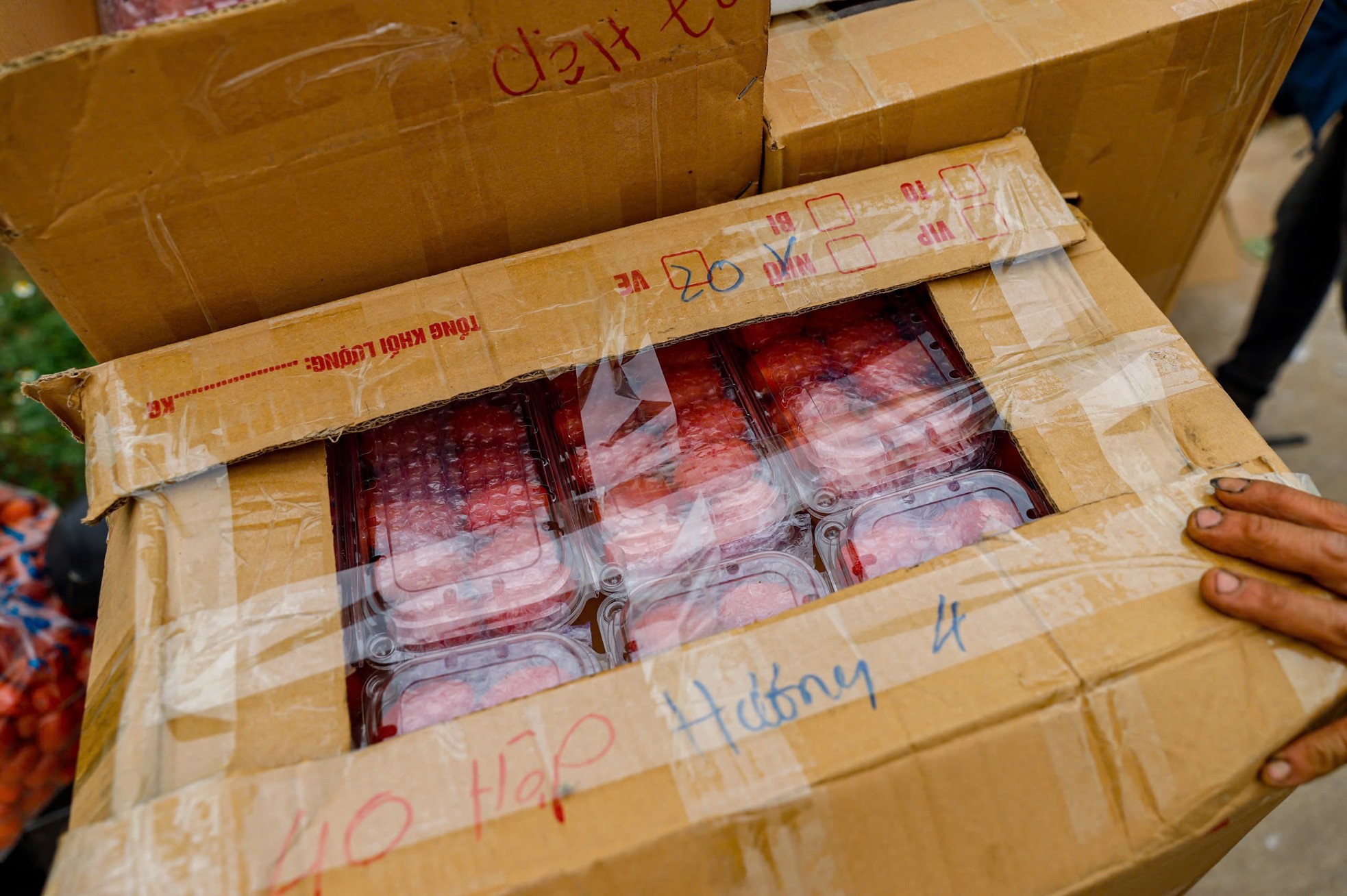 Thủ phủ nhót lớn nhất Hà Nội tất bật vào vụ - Ảnh 12