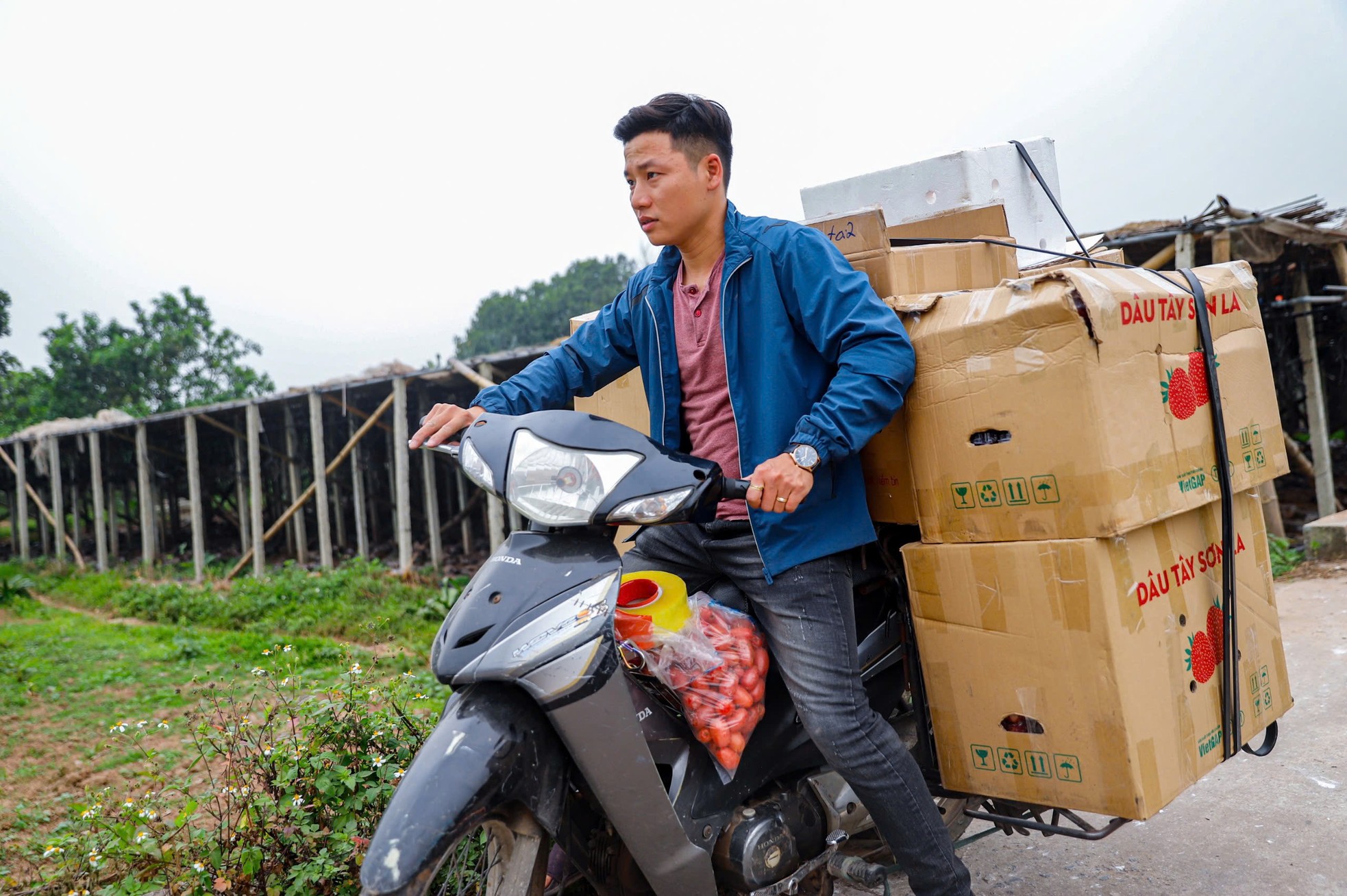 Thủ phủ nhót lớn nhất Hà Nội tất bật vào vụ - Ảnh 13