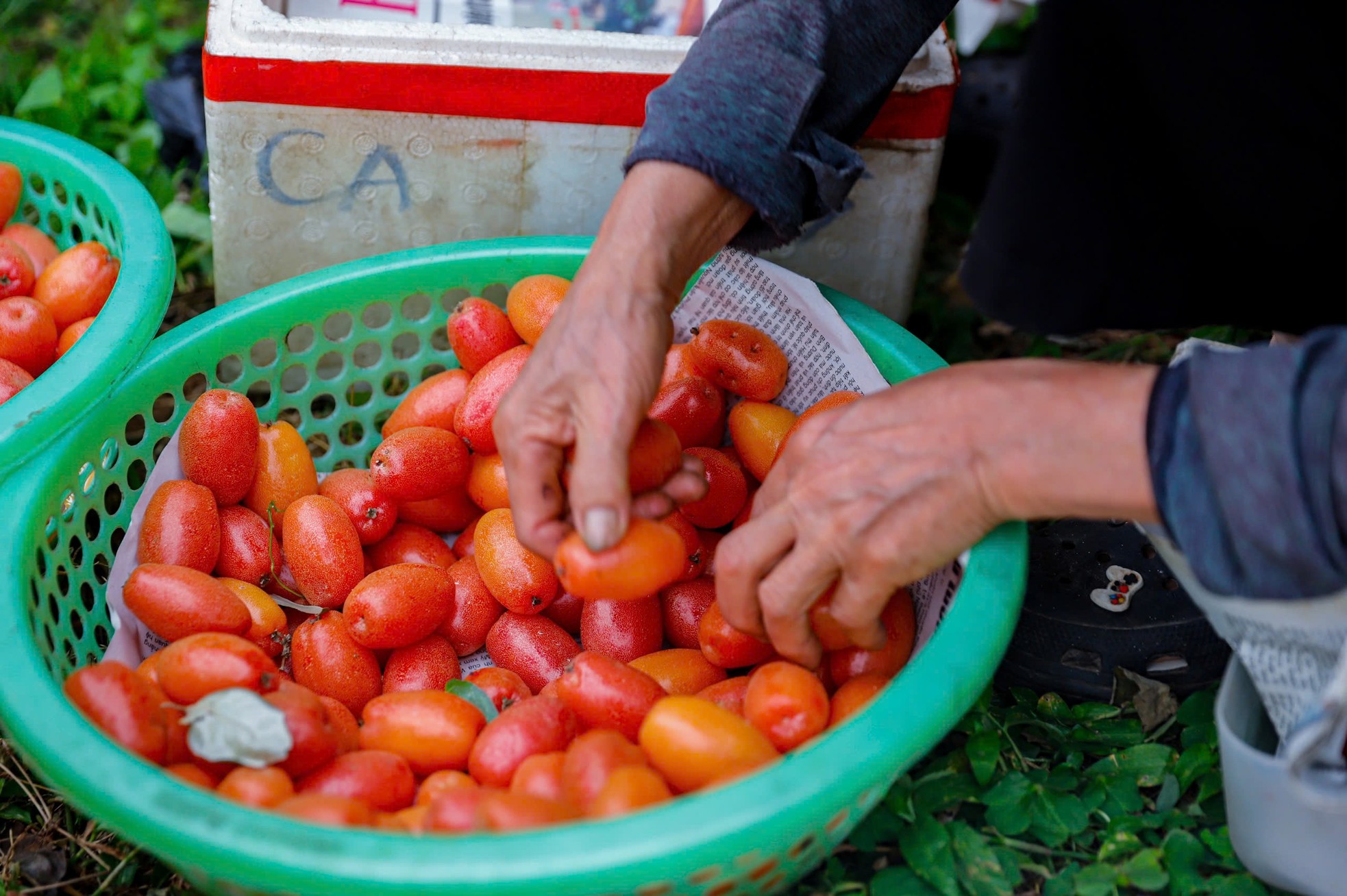 Thủ phủ nhót lớn nhất Hà Nội tất bật vào vụ - Ảnh 5