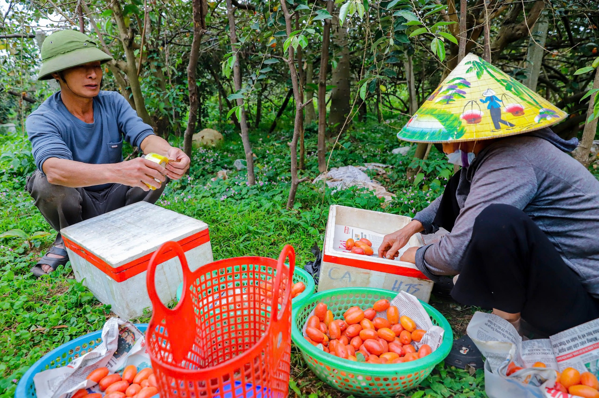Thủ phủ nhót lớn nhất Hà Nội tất bật vào vụ - Ảnh 8