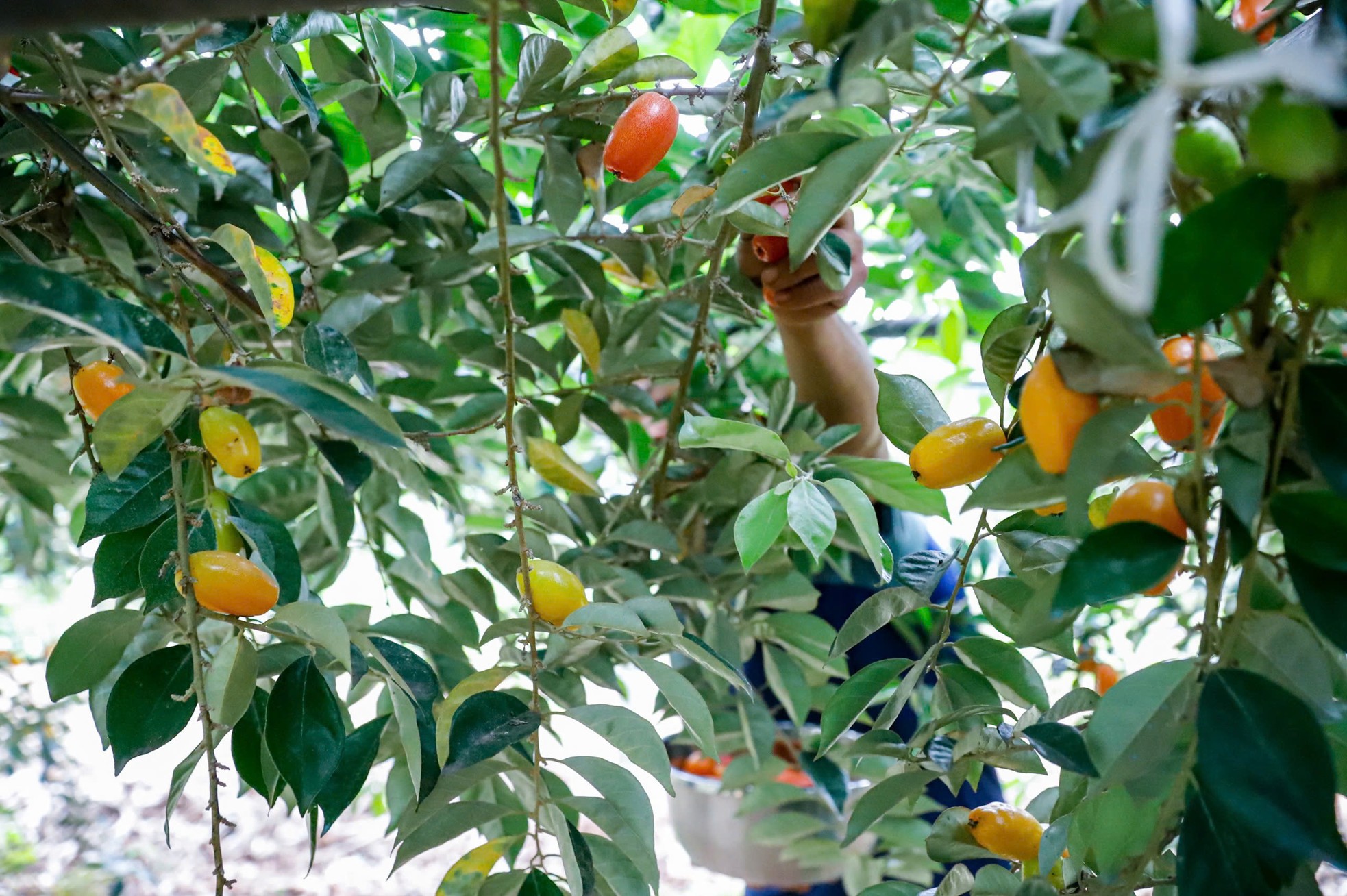 Thủ phủ nhót lớn nhất Hà Nội tất bật vào vụ - Ảnh 4