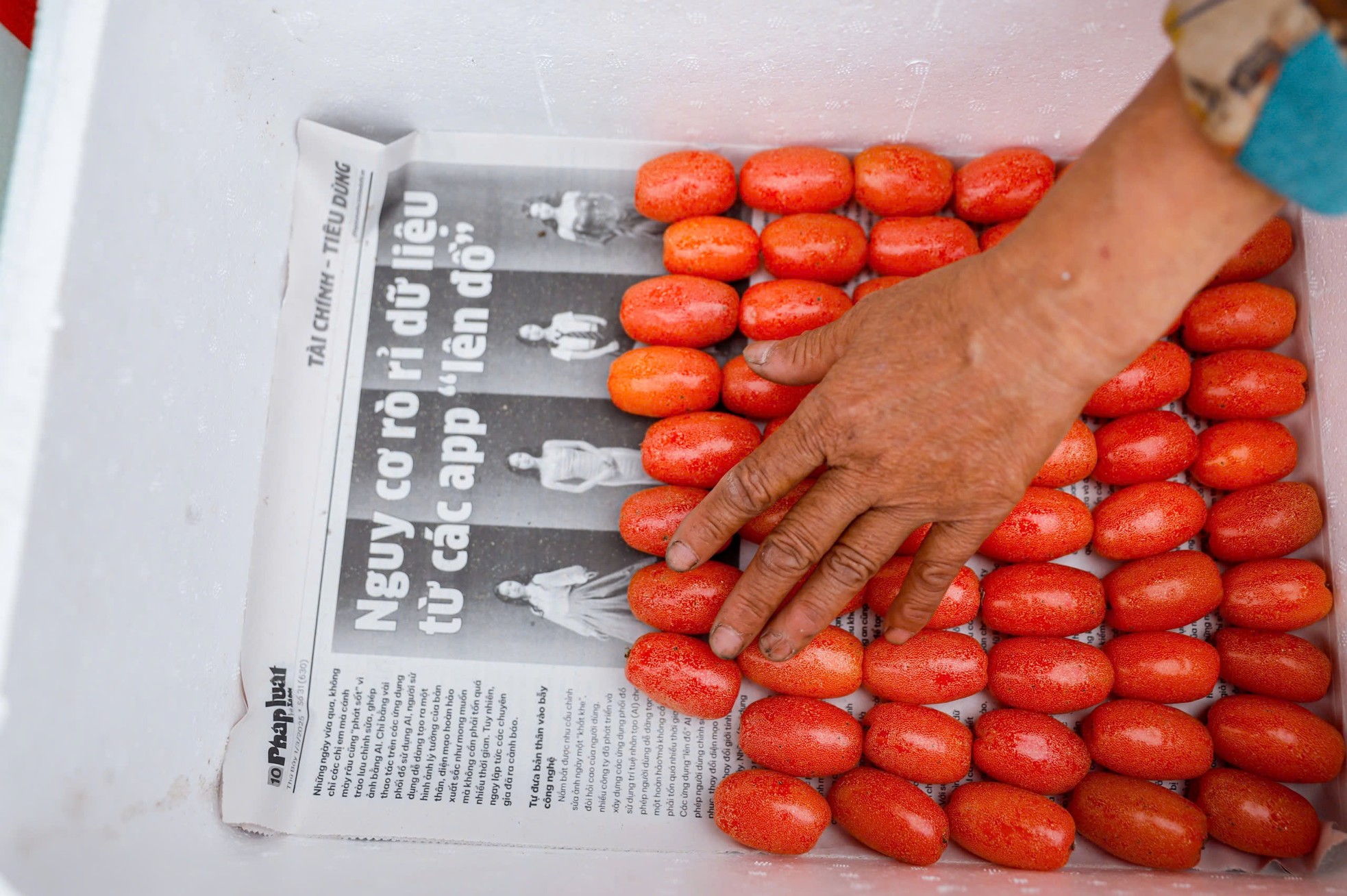 Thủ phủ nhót lớn nhất Hà Nội tất bật vào vụ - Ảnh 11