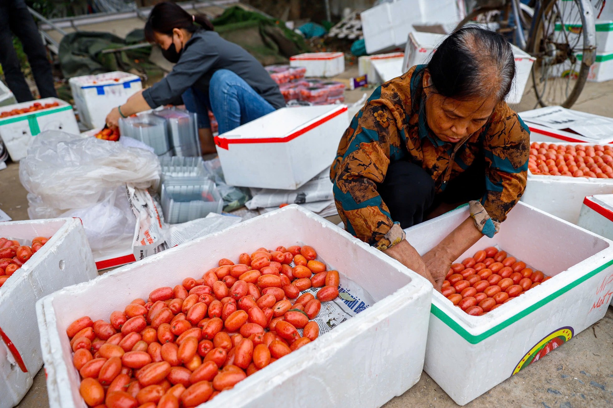 Thủ phủ nhót lớn nhất Hà Nội tất bật vào vụ - Ảnh 9