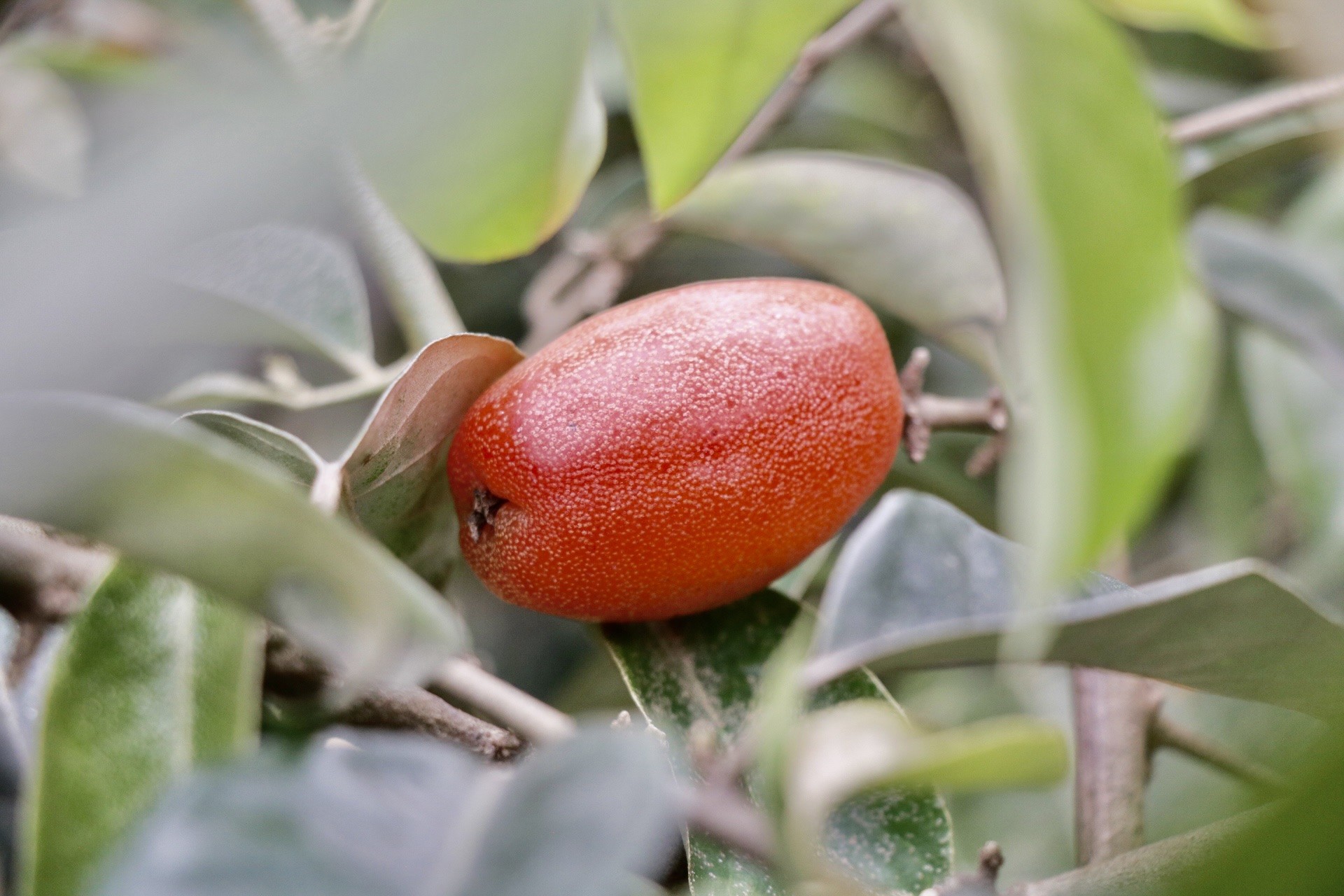 Thủ phủ nhót lớn nhất Hà Nội tất bật vào vụ - Ảnh 7