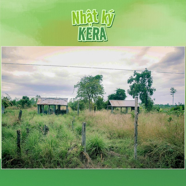 Thực hư vùng nguyên liệu kẹo Kera của Quang Linh Vlogs và Hằng Du Mục ở Đắk Lắk - Ảnh 1