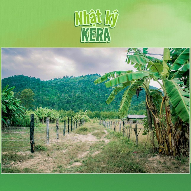 Thực hư vùng nguyên liệu kẹo Kera của Quang Linh Vlogs và Hằng Du Mục ở Đắk Lắk - Ảnh 3