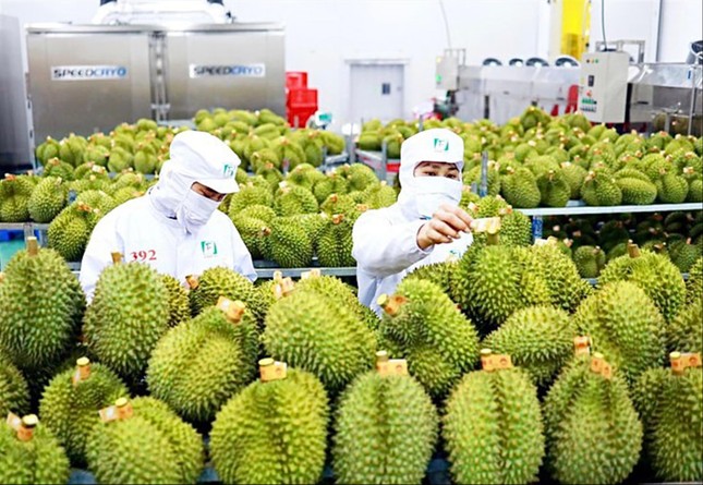 Để cây 'tỷ đô' phát triển bền vững: Bài học đắt giá khi 'ăn xổi' - Ảnh 1