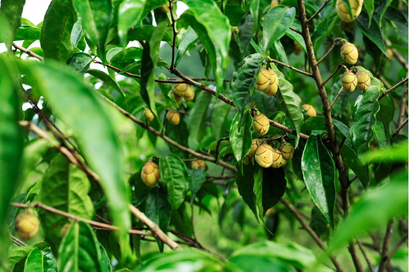 Việt Nam có loại cây trà quý hiếm: "Thần dược" ra sao mà người Trung Quốc lùng mua cả cây, hoa, lá? - Ảnh 1