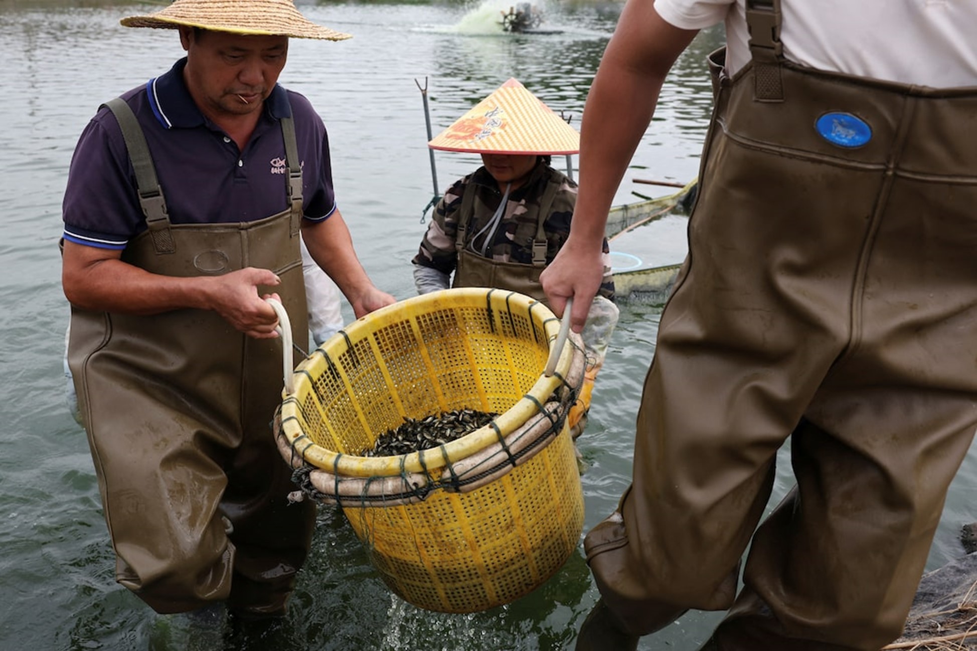 Thương chiến lan đến sản phẩm bình dân nhất: Mỹ áp thuế 170% khiến một ngành nuôi cá Trung Quốc lao đao, 10 người thì 1 người có nguy cơ mất việc - Ảnh 1