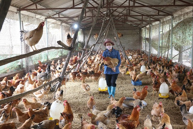 Trứng và thịt gia cầm Việt Nam chính thức được cấp phép vào Singapore - Ảnh 2