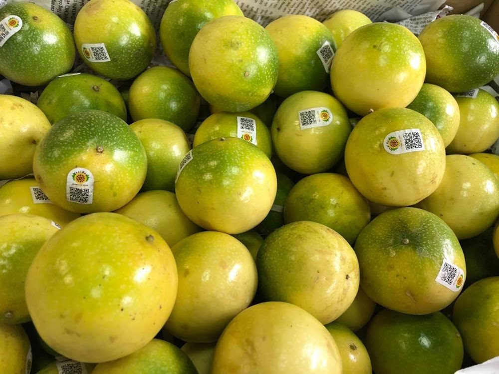 Nếu được vào Mỹ sau đàm phán, loại quả Việt Nam đang trồng nhiều top đầu TG có thể mang về 100 triệu USD - Ảnh 2