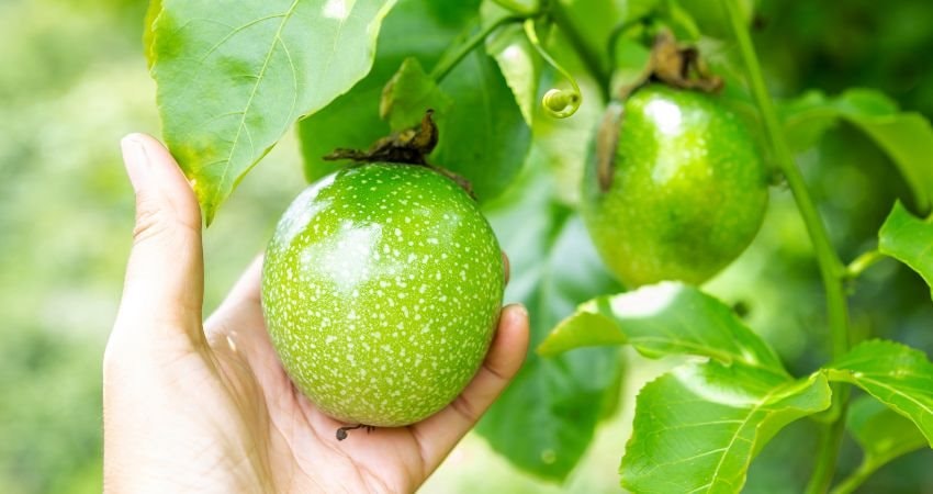 Nếu được vào Mỹ sau đàm phán, loại quả Việt Nam đang trồng nhiều top đầu TG có thể mang về 100 triệu USD - Ảnh 1