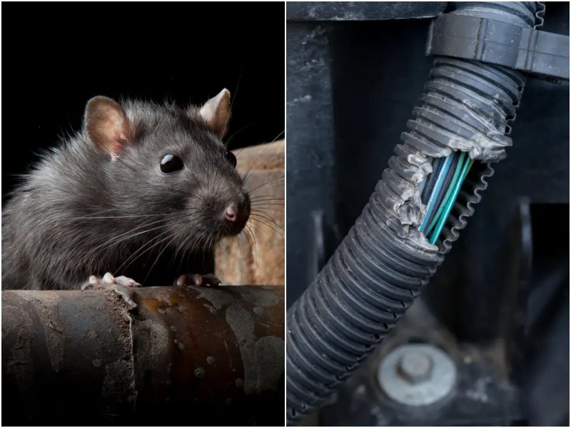 Thắc mắc từ vụ ca sĩ Duy Mạnh kiện Mercedes Việt Nam: "Răng chuột cắn đứt làm sao được dây điện xe ô tô?" - Ảnh 1