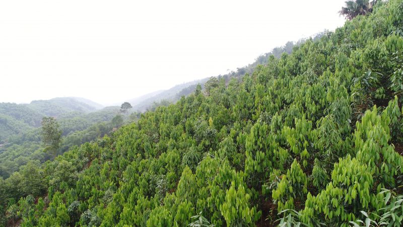 Loại cây ví như 'vàng xanh', Việt Nam đang thống lĩnh thị trường thế giới: Vừa giữ rừng, vừa thu triệu đô - Ảnh 1