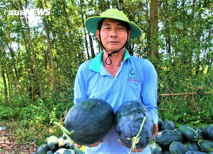Dưa hấu mất mùa, rớt giá, nông dân Quảng Nam 'đứng ngồi không yên' - Ảnh 2