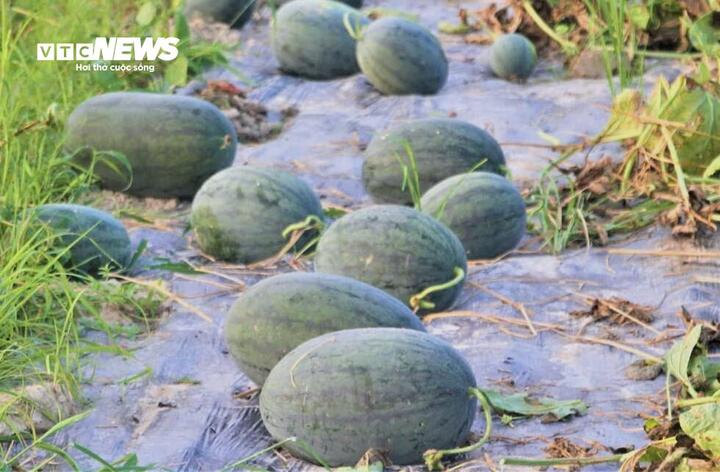 Dưa hấu mất mùa, rớt giá, nông dân Quảng Nam 'đứng ngồi không yên' - Ảnh 7