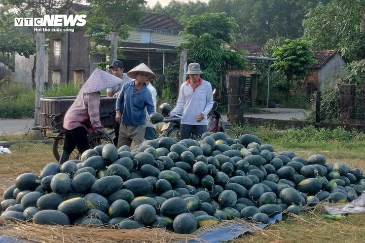 Dưa hấu mất mùa, rớt giá, nông dân Quảng Nam 'đứng ngồi không yên' - Ảnh 8